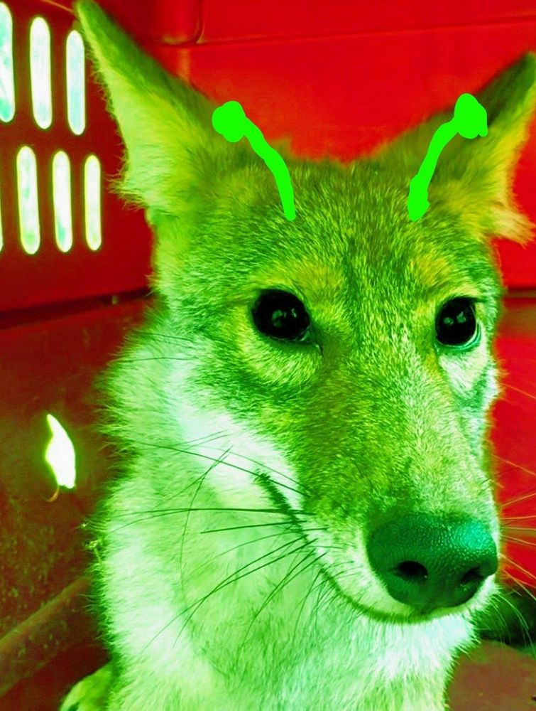 A picture of a glorpy green alien coyote creature