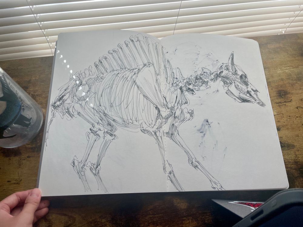 Study of ye olde bison skeleton. Brush pen