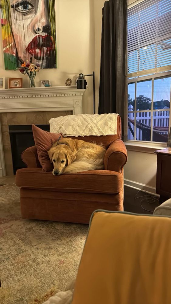 A golden retriever dog is curled in an orange chair, cozy lightening frames the picture 