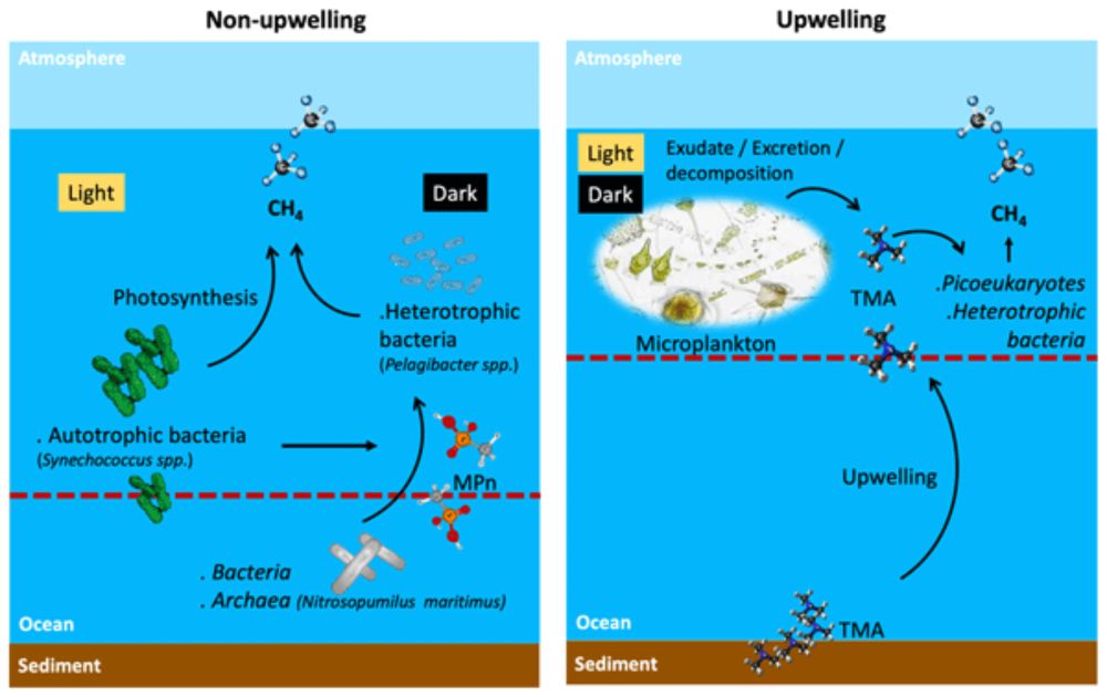 Picoplanktonic methane production in eutrophic surface waters