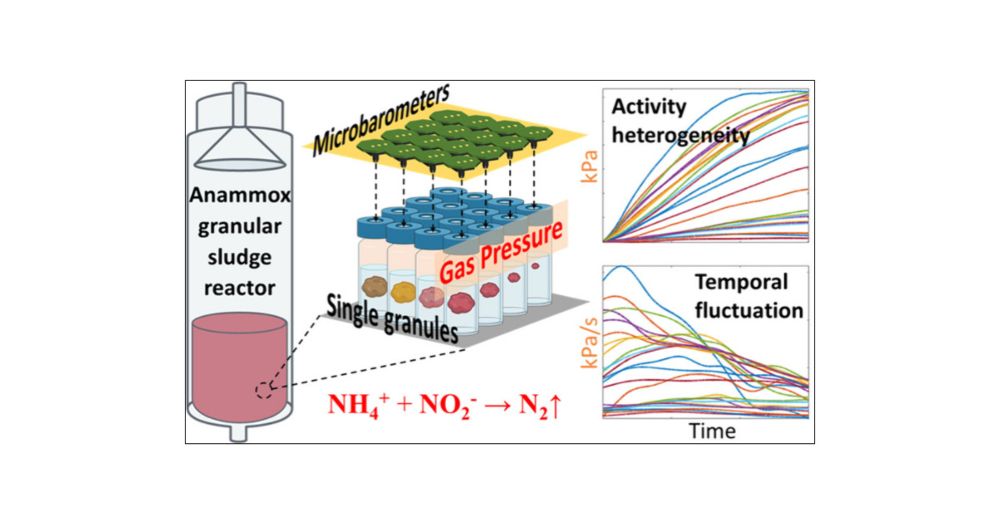 Monitoring the Biochemical Activity of Single Anammox Granules with Microbarometers