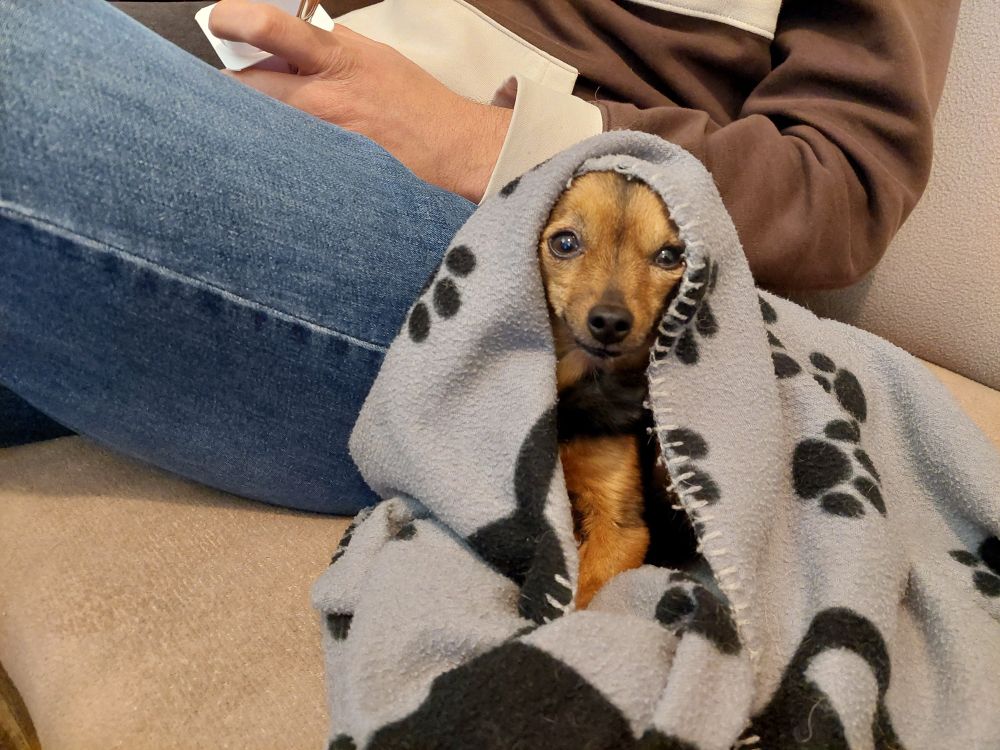 A picture of my small dog (a pinscher/chihuahua) taken on the couch. She has a blanket over her with her head sticking out of it and it surrounds her head. It looks like a religious veil. 