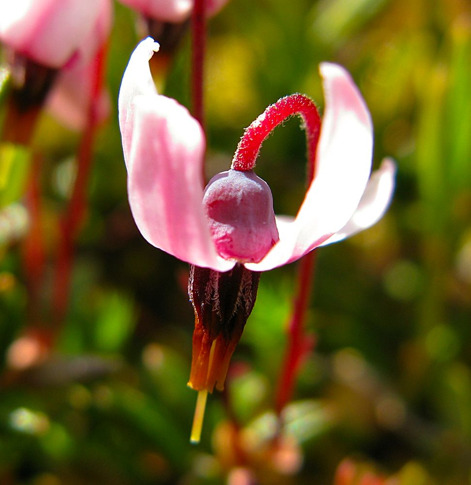A pink cranberry flower that has just started to bloom