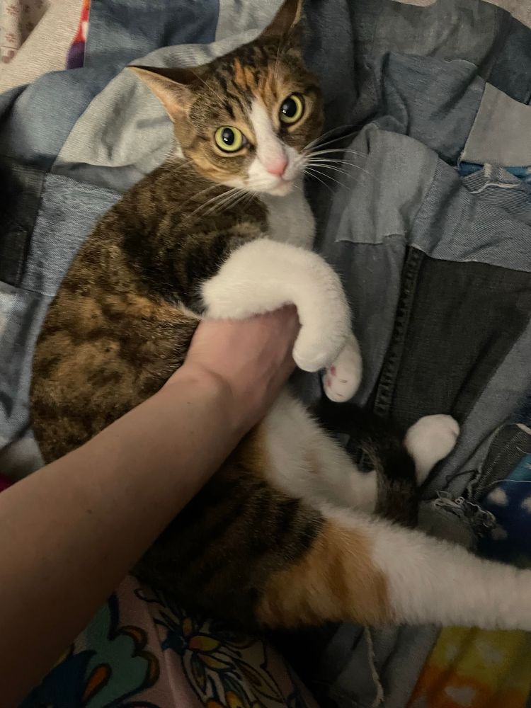 Hahnee, a tortoiseshell-and-white cat, lying on a denim quilt curled into a crescent moon shape as I give her tummy rubs