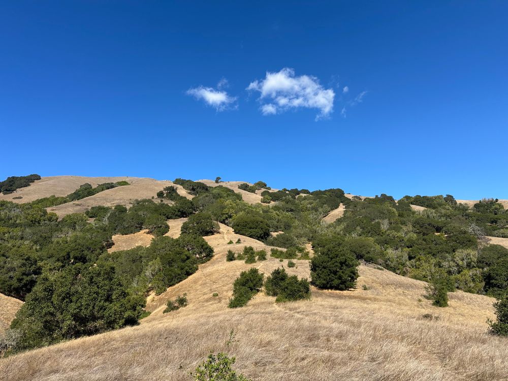 Golden dry grass hills dotted with evergreen oaks. Blue sky above with one wisp of fluffy white clouds 