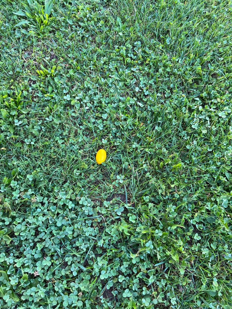 Grüne Wiese, auf der eine knallgelbe Mini-Tomate liegt.