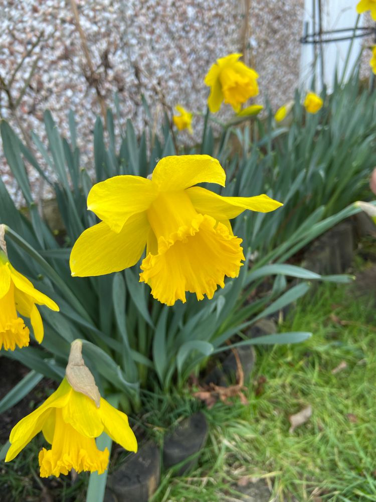 Yellow daffodil flower amongst daffodil flowers and stems