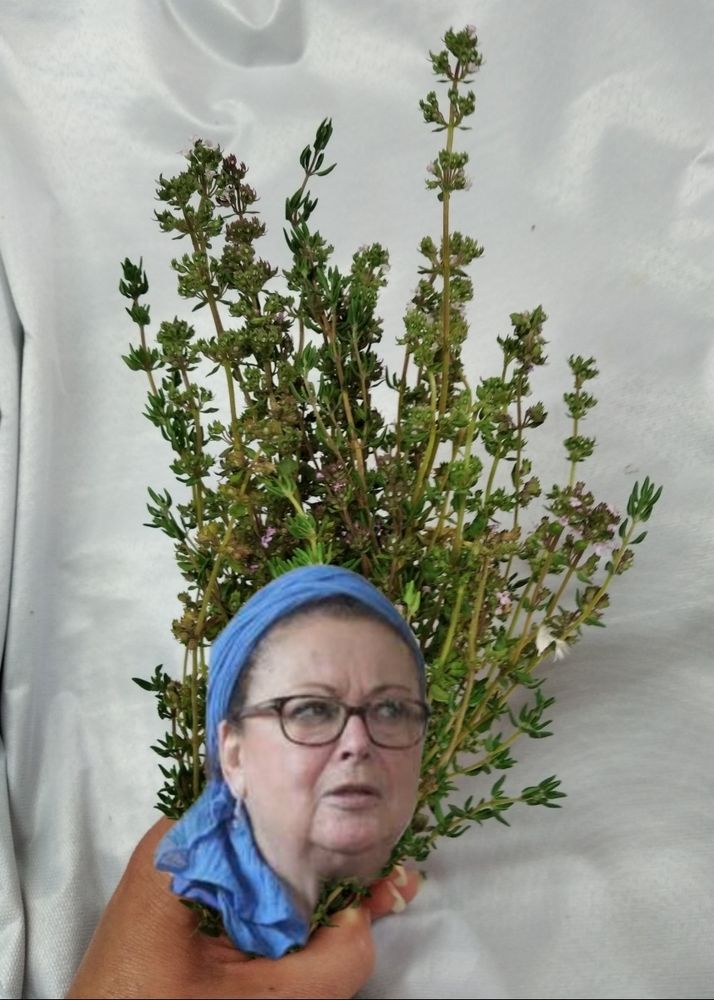 Bouquet de thym sur un papier blanc tenu en bas par une main. La tête de Christine Boutin est incrustée en bas du bouquet.