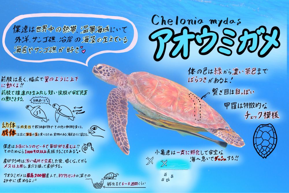 Green turtle
アオウミガメ