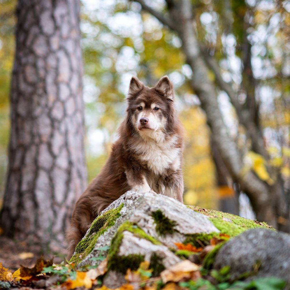 Lapinkoira ruskametsässä