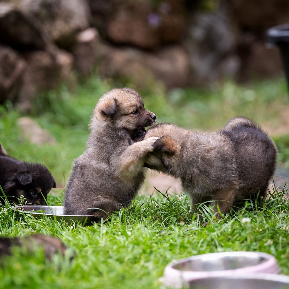 Kaksi pentua painimassa nurmikolla 🐶