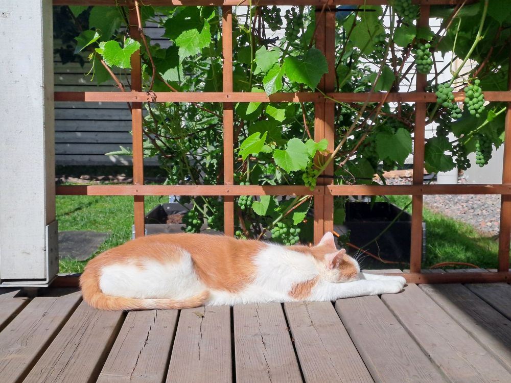 Kissa makaa terassilla auringossa