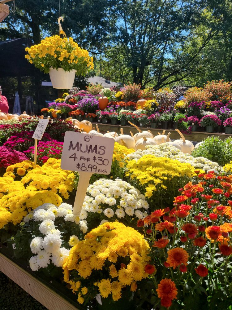 Shelves full of of mums and other flowering plants in a garden center