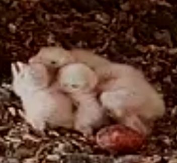 Definitiv 4 Küken, könnten aber auch 5 sein 
