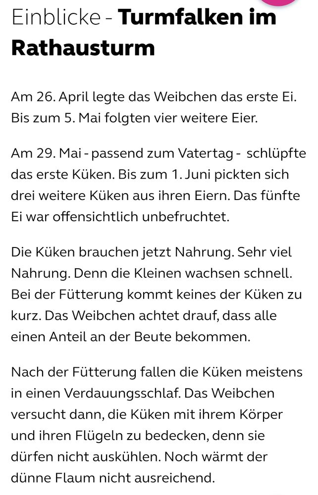 Einblicke - Turmfalken im Rathausturm

Am 26. April legte das Weibchen das erste Ei. Bis zum 5. Mai folgten vier weitere Eier. 

Am 29. Mai - passend zum Vatertag -  schlüpfte das erste Küken. Bis zum 1. Juni pickten sich drei weitere Küken aus ihren Eiern. Das fünfte Ei war offensichtlich unbefruchtet.

Die Küken brauchen jetzt Nahrung. Sehr viel Nahrung. Denn die Kleinen wachsen schnell. Bei der Fütterung kommt keines der Küken zu kurz. Das Weibchen achtet drauf, dass alle einen Anteil an der Beute bekommen.

Nach der Fütterung fallen die Küken meistens in einen Verdauungsschlaf. Das Weibchen versucht dann, die Küken mit ihrem Körper und ihren Flügeln zu bedecken, denn sie dürfen nicht auskühlen. Noch wärmt der dünne Flaum nicht ausreichend.