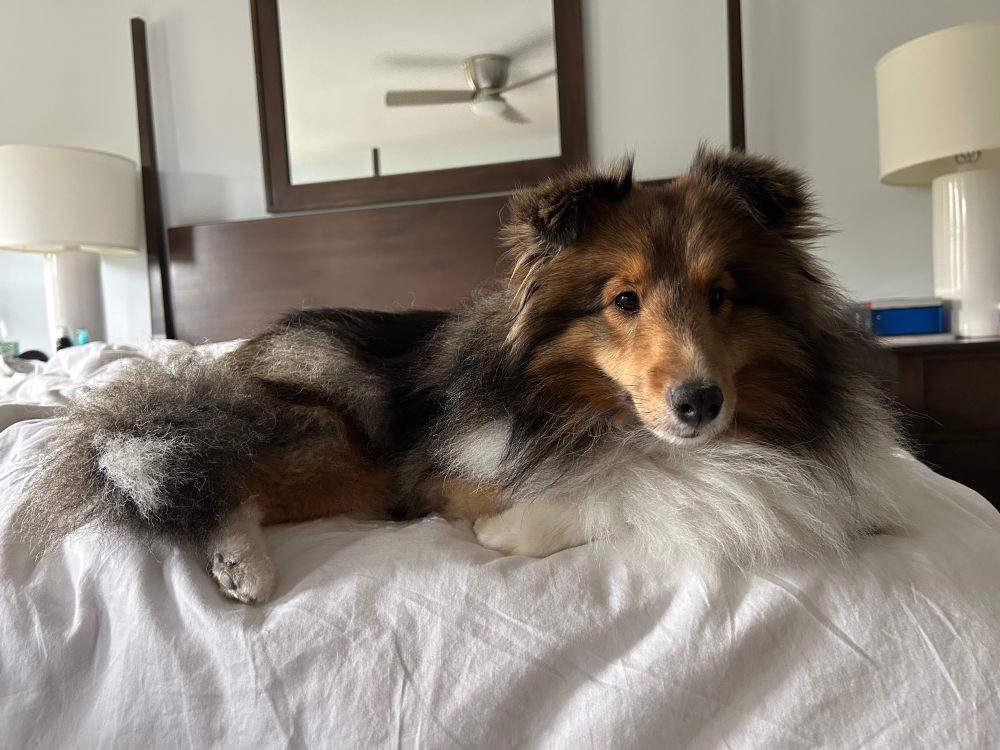 A pretty sheltie 