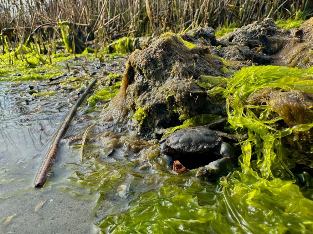 A stone crab nestles in some rocks and sea lettuce (a marine algae), which can also be seen covering the shoreline in the background. 