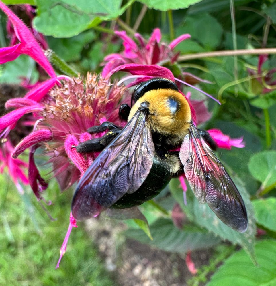 A close up of a bumble bee on top of a flower