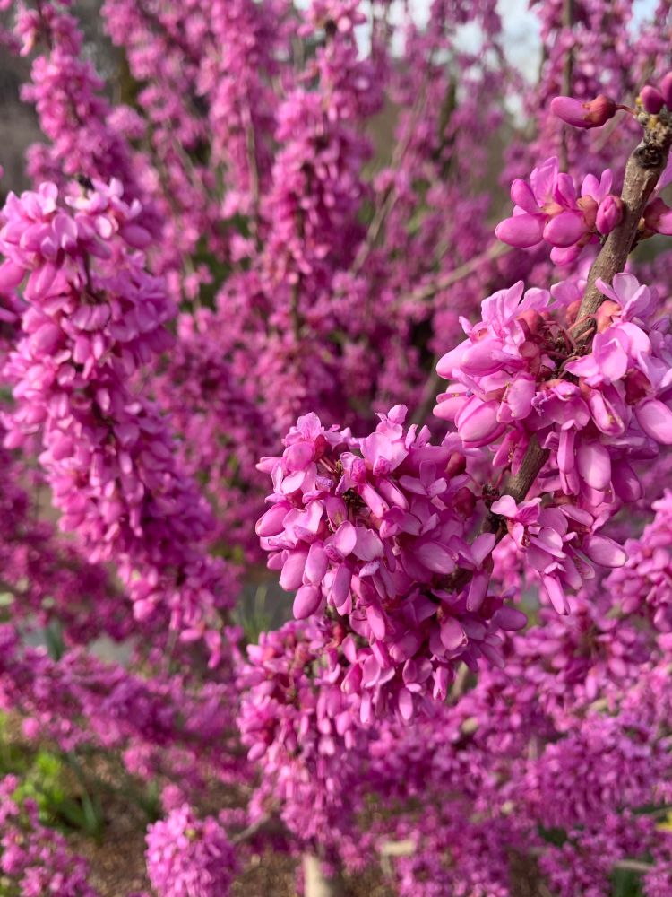 Close up of a blooming eastern red bud tree