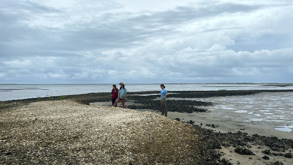 3 researchers stand on a large oyster reef exposed at low tide