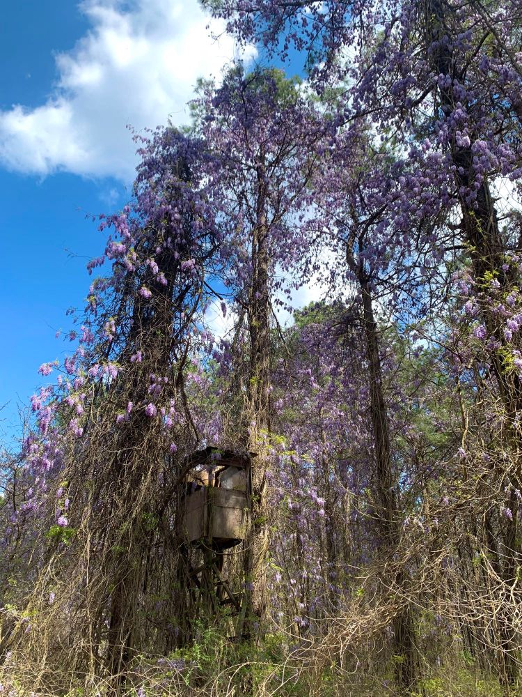 Chinese wisteria, an invasive flowering vine, over takes an abandoned hunting blind and trees in a forest