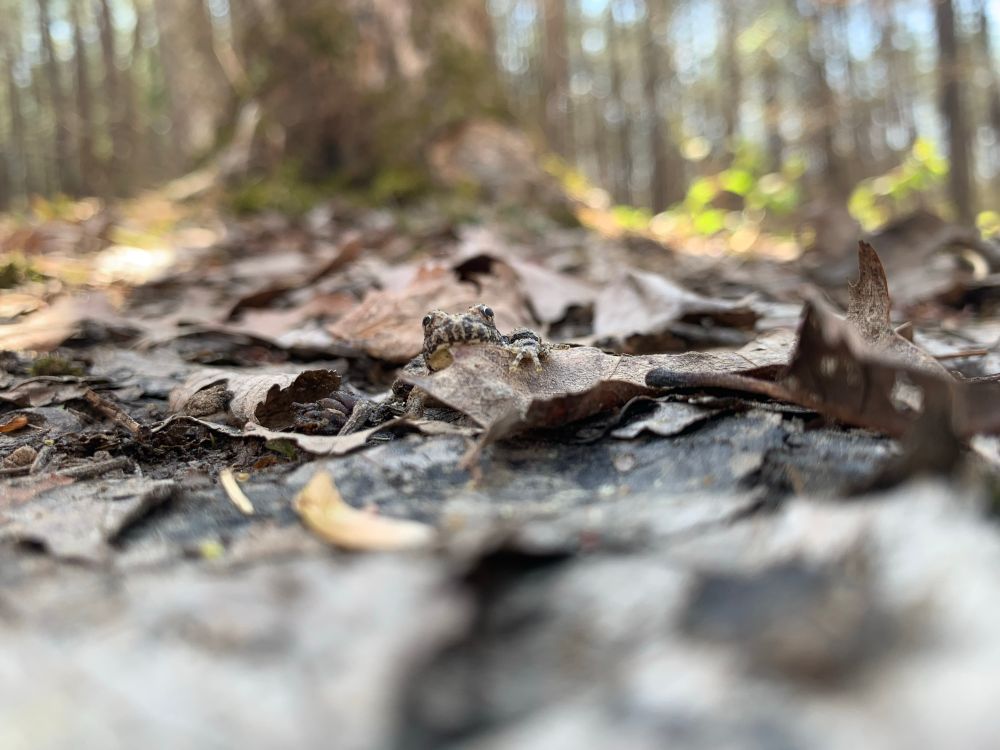 Cricket from peeps over a leaf on a forest floor