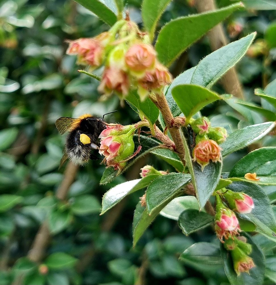 Tree Bumblebee on a cotoneaster