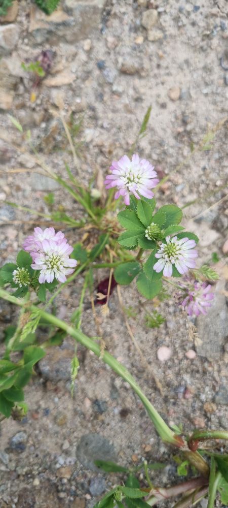 Pink flowers - Reversed Clover Trifolium resupinatum - growing in dry stoney soil