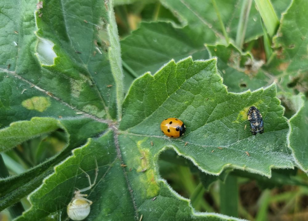 Seven-spot Ladybird next to an empty ladybird exuvia. Some kind of creepy white spider lurks nearby