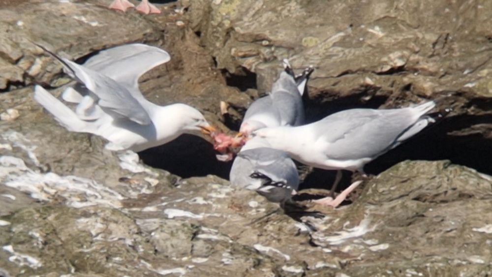 4 Herring Gulls sat like a bridge group, each with a corner of a dead Kittiwake chicken, pulling it to bits