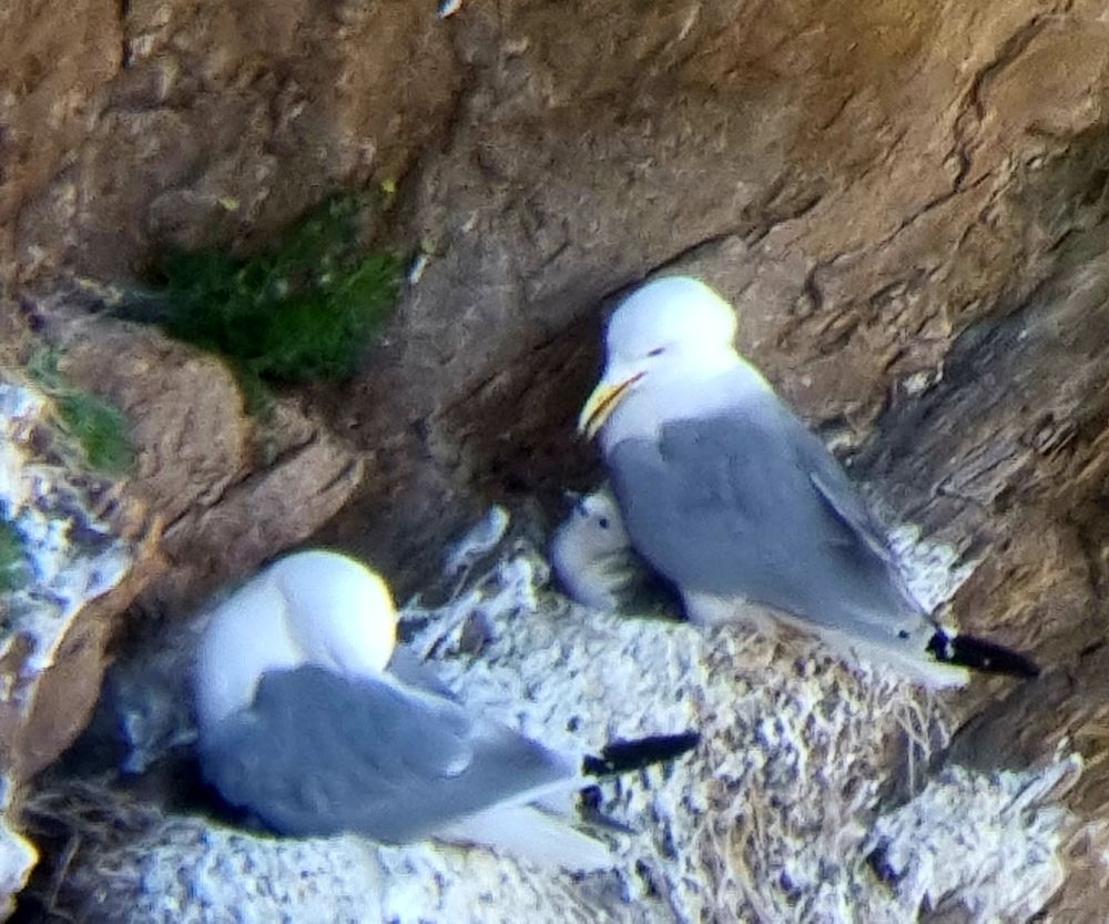 2 Kittiwakes on a ledge with a floofy chick visible under the right hand adult.