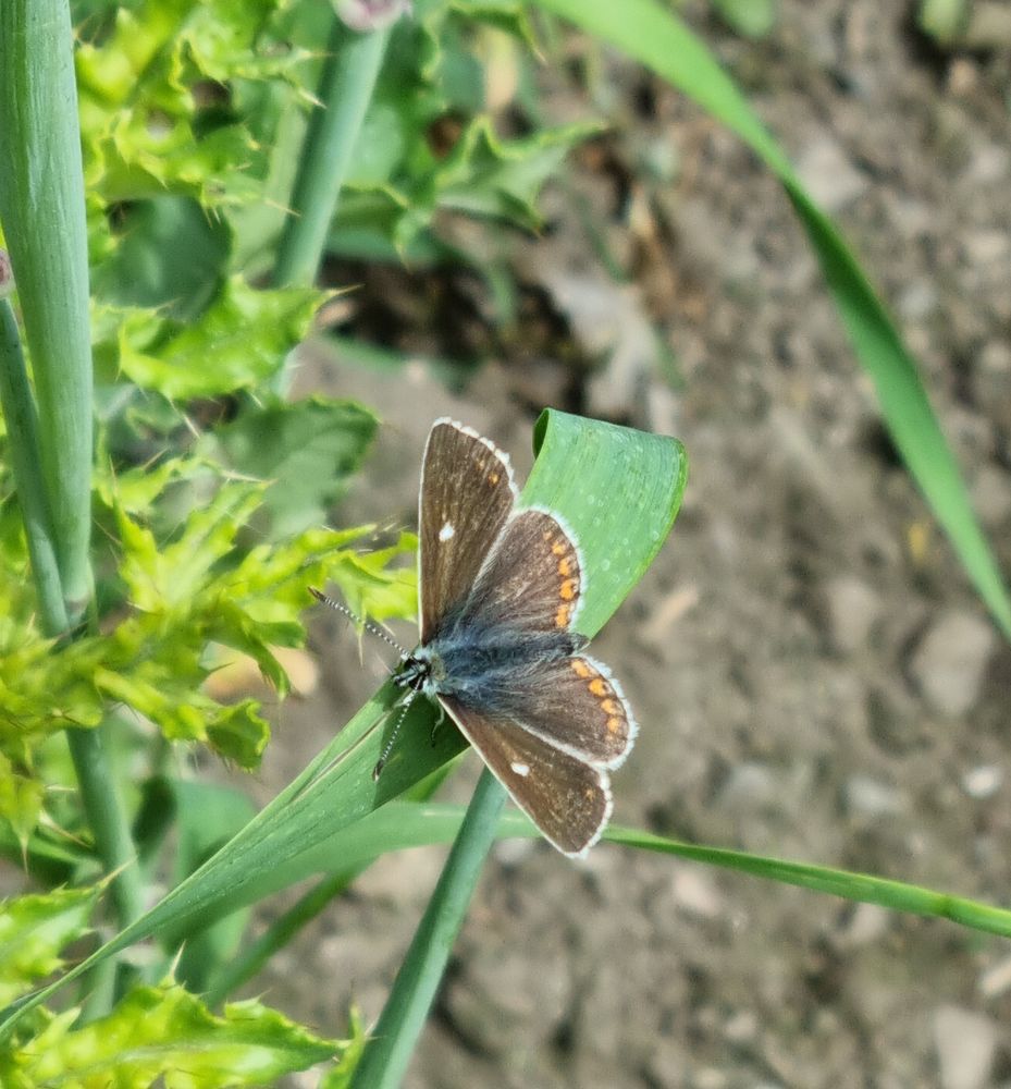 Northern Brown Argus Butterfly sat on a Barley leaf in the sunshine. Small white spots on the brown forefinger give it away
