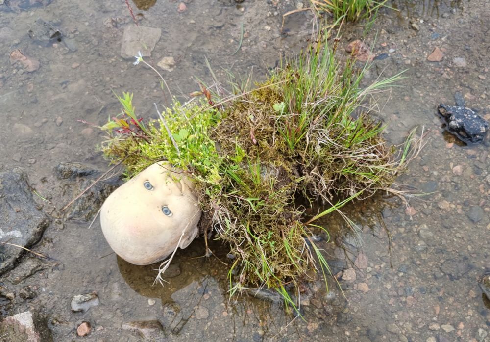 Plastic doll's head sticking out of a clump of moss and grass, in a muddy puddle.