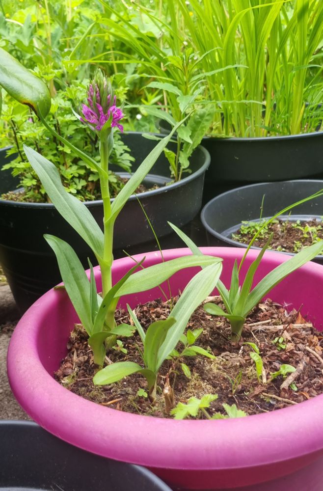 Photo of a pink plant pot outside with 3 Northern Marsh Orchids. One of them is starting to flower.