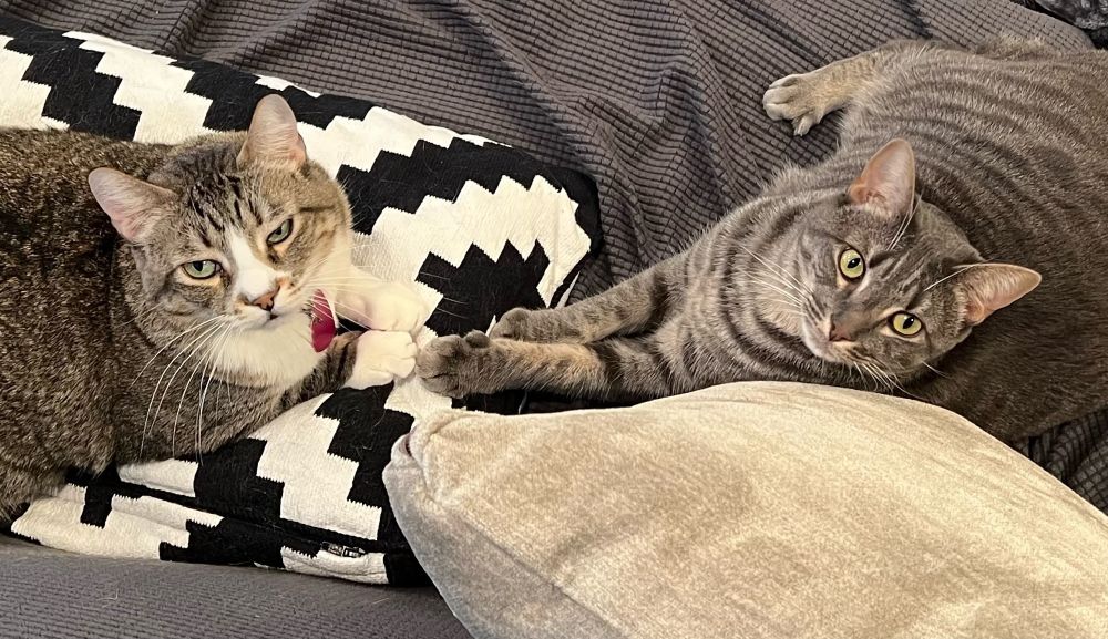 Happy Caturday! Meet Daisy & Mogi!
