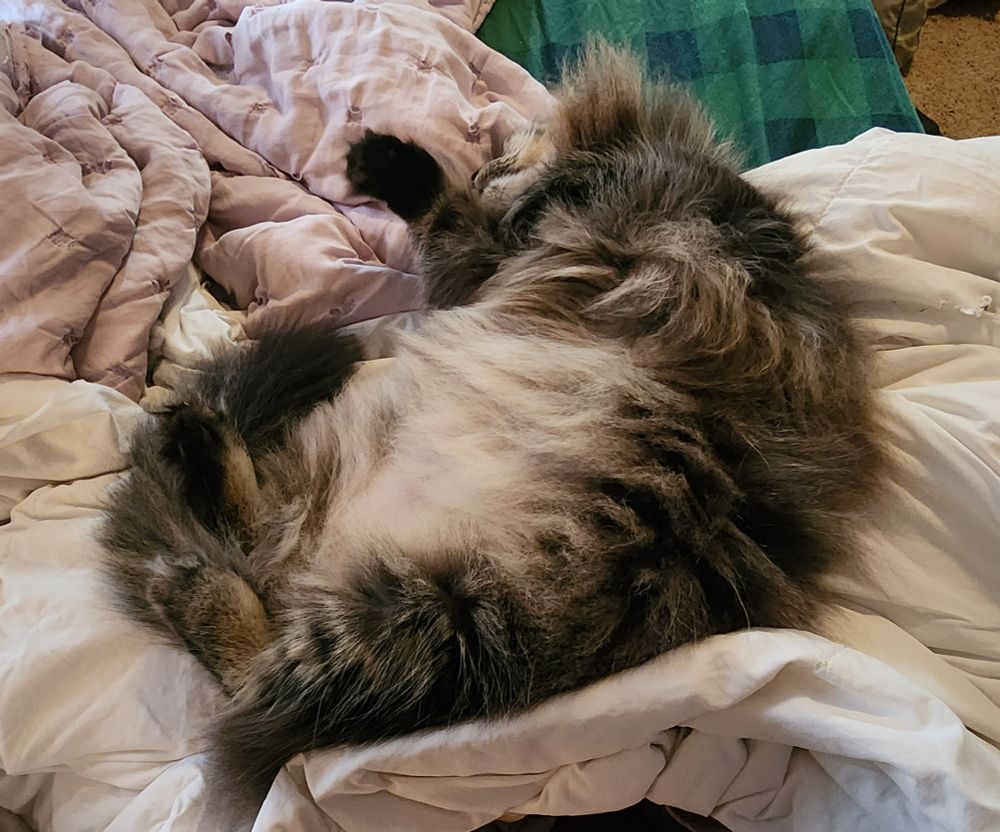 Nimitz is asleep in a blob on my lap