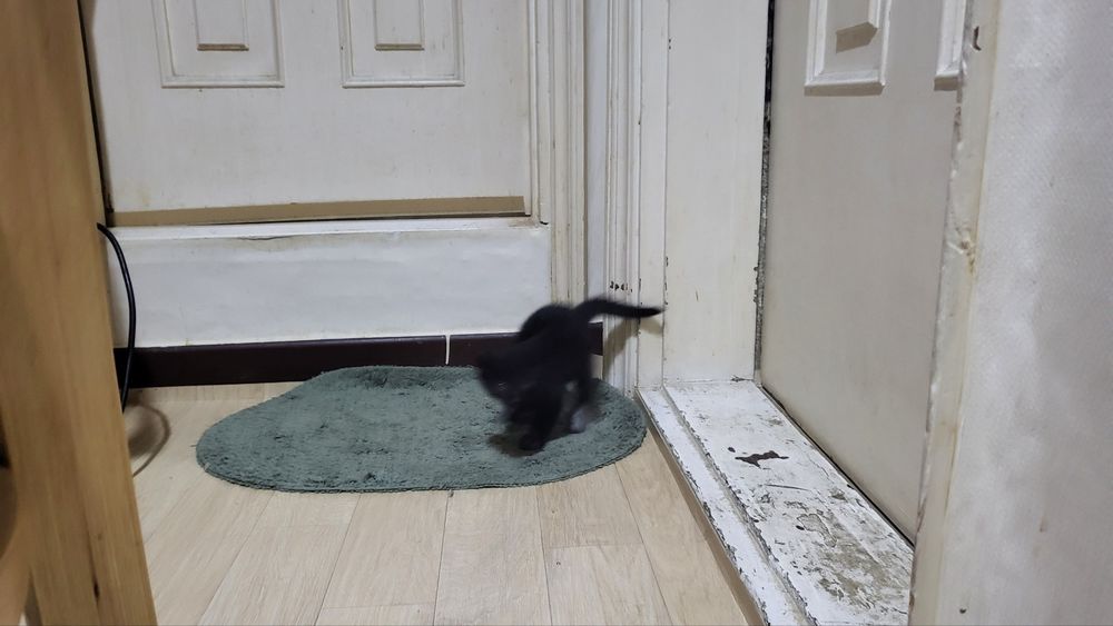 새카만 아기 고양이가 움직이고 있다