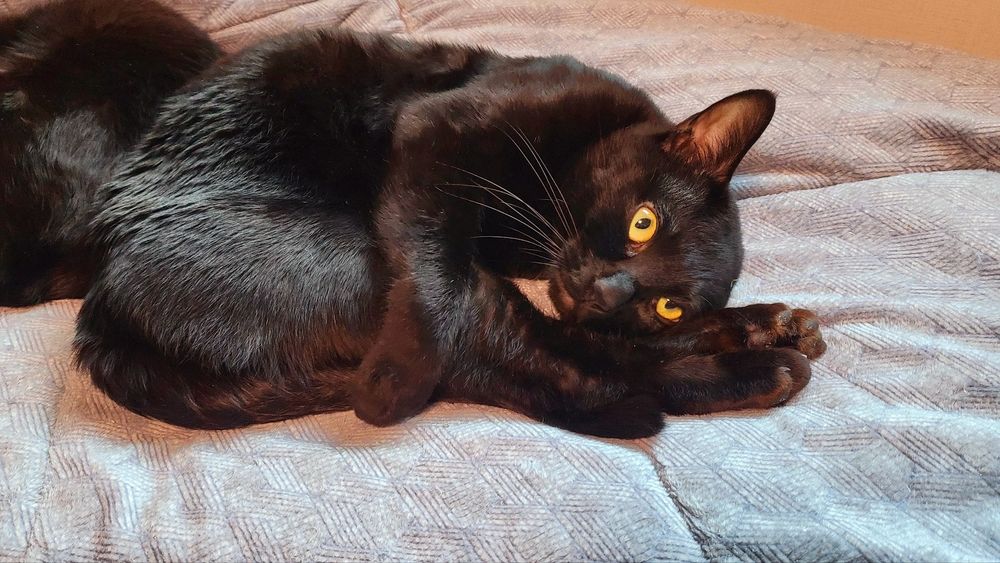 새까만 고양이 까시의 귀여운 엉덩이가 돋보이는 사진