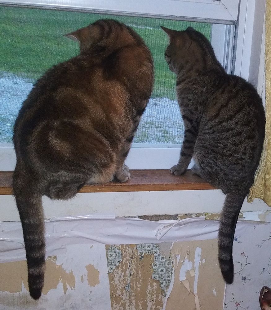 Brownie (chubby black and tan striped tabby cat on left) and his Mom, Stacie Buttercup (dark gray spotted smaller tabby cat on right) enjoy watching "Cat TV" -
also known as looking out window - at Grammy Sharon's (Steph's Mom's) and Grampy/stepdad Joe's house 15 miles outside of Burlington, Vermont!

