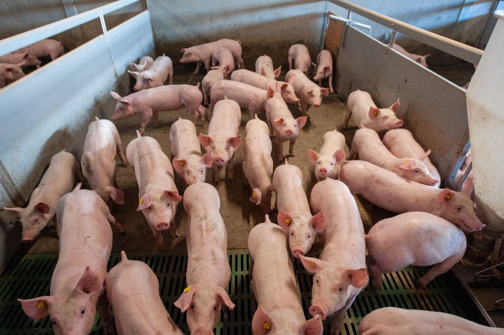 Miljoenen kuikens en biggen halen nooit de slacht