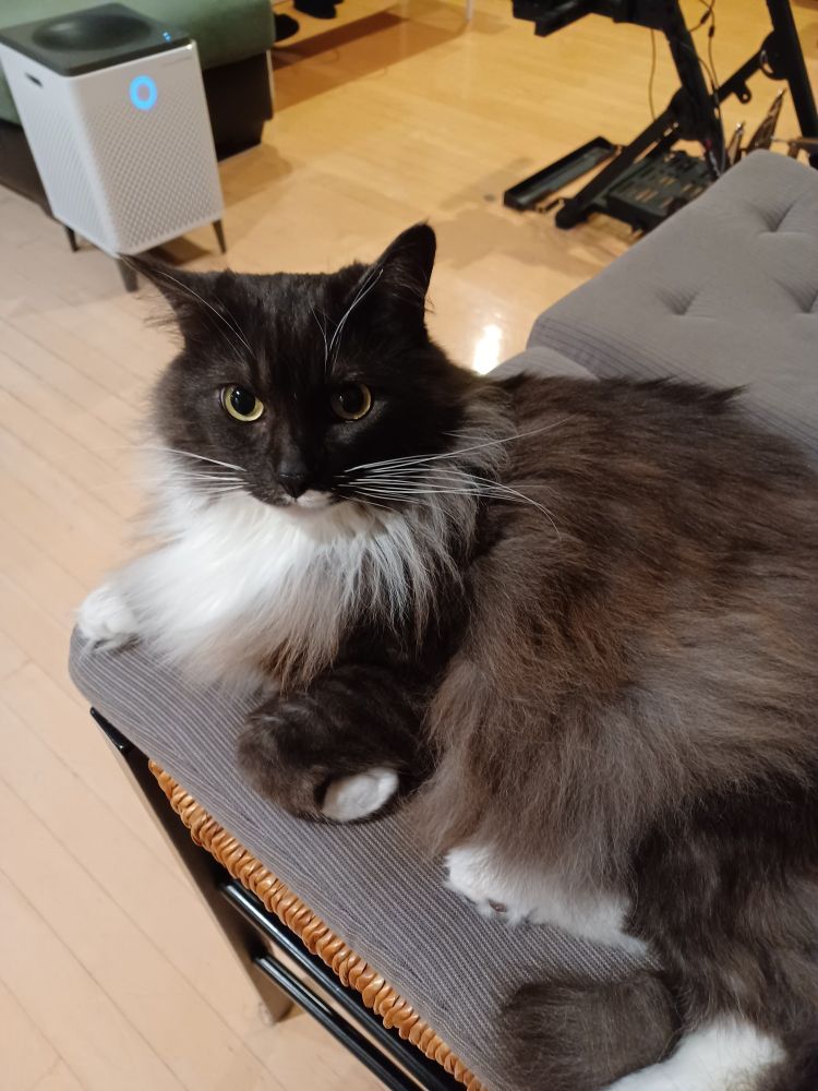 a long-haired cat lounging on a chair