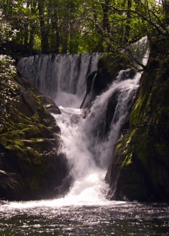 a waterfall in the middle of a forest with trees in the background