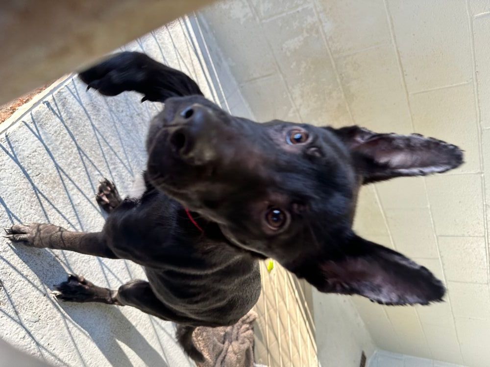 A black dog looking up expectantly towards the camera, paw extended.