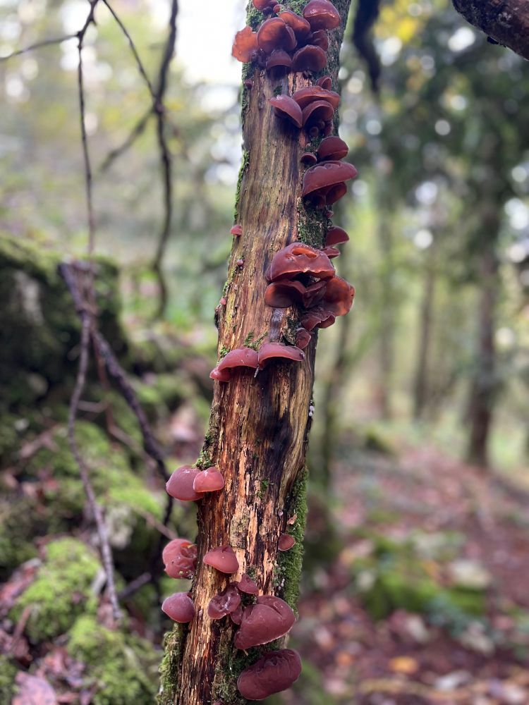 Guirlande de champignons sur un petit tronc d’arbre. Forêt bourguignonne, octobre 2025