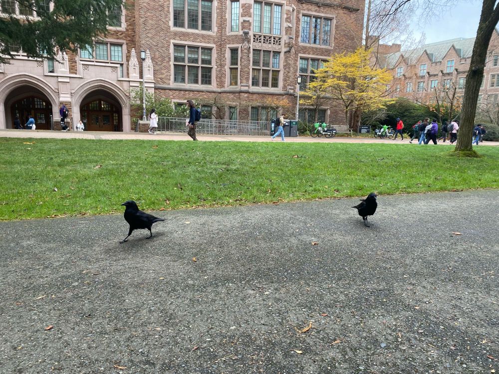two crows on a walkway in front of a lawn 
