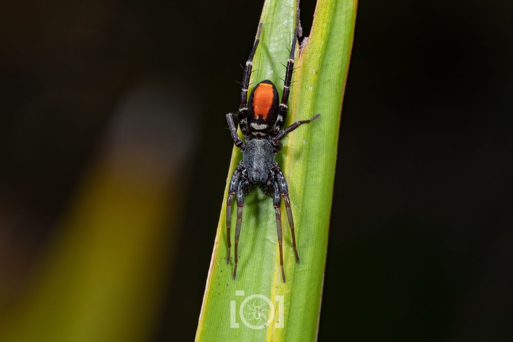 Leggy black spider with white stripes on her legs and a bright orange patch on top of her abdomen. She's stretched out on a palmetto frond 
