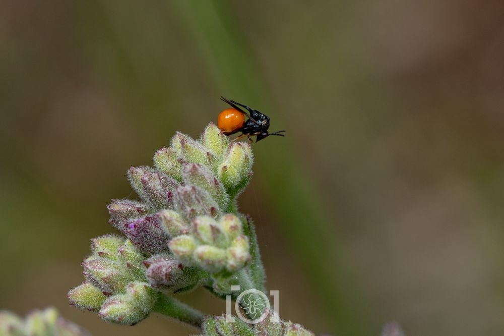 Tiny black gargoyle of a wasp with a bright red round booty like a cherry tomato; perched on a cluster of buds