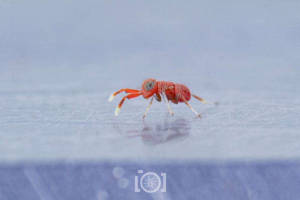 Tiny bright red stubby wasp with tiny wing stubs and big grey eyes with false pupils peering. She has thick red antennae with white tips, and she taps them on the ground rapidly as she runs. 
