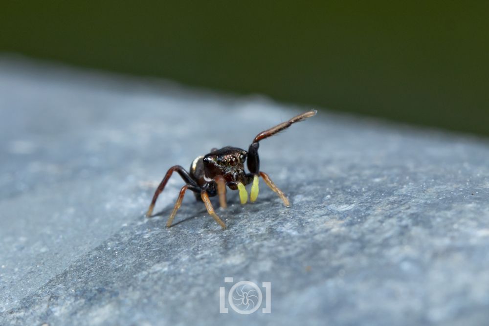 Boxy little black jumping spider with bright yellow palps and thicker 1st leg pair he's waving excitedly 