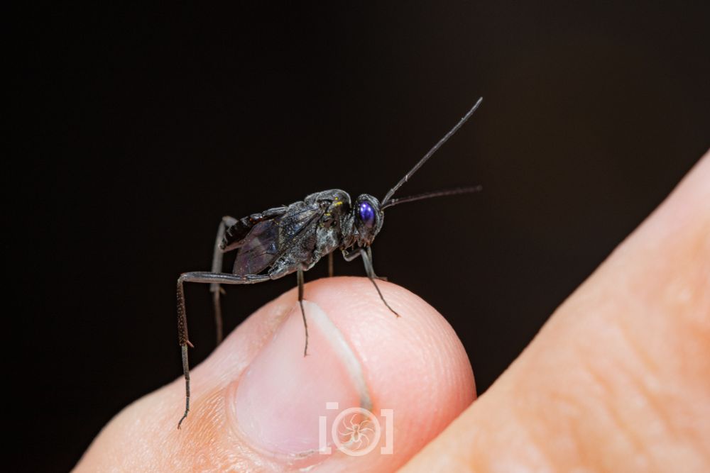 Small black ensign wasp with deep purple-blue eyes and that silly ensign wavy booty, on the tip of my pinky finger 